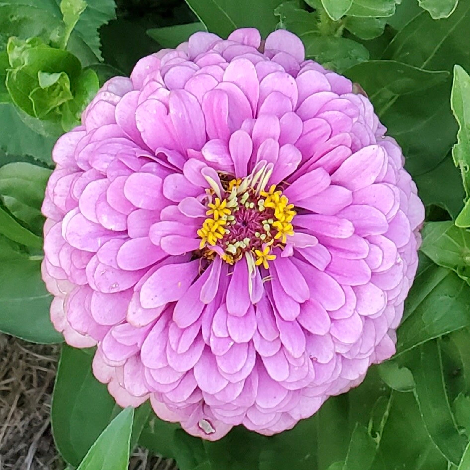 Giant Double Violet Queen Zinnia 20 Seeds Etsy