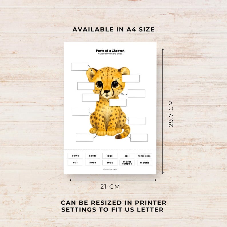 Parts of a Cheetah Labelling Activity, Cut & Paste Animal Anatomy ...