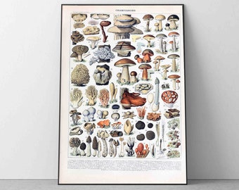 Adolphe millot Botanical Mushrooms Print, Science Vintage Champignons Art Kitchen Decor Reproduction Quality Picture Home Decor Large Sizes