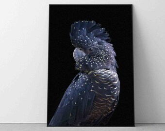 May include: A black cockatoo with a black and white crest and yellow markings on its feathers against a black background.