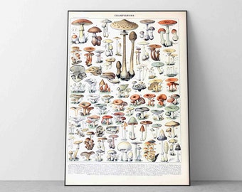 Adolphe millot Botanical Mushrooms Print, Science Vintage Champignons Art Kitchen Decor Reproduction Quality Picture Home Decor Large Sizes