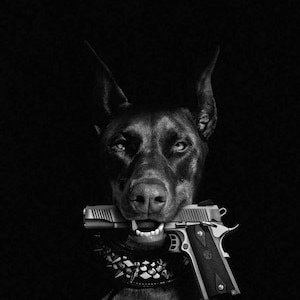 May include: A black Doberman Pinscher dog with a studded collar is holding a silver handgun in its mouth.