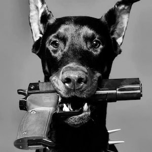 May include: Black and white image of a Doberman Pinscher dog holding a handgun in its mouth. The dog wears a spiked collar. The image is a close-up, with the dog's face and the gun in sharp focus against a gray background.