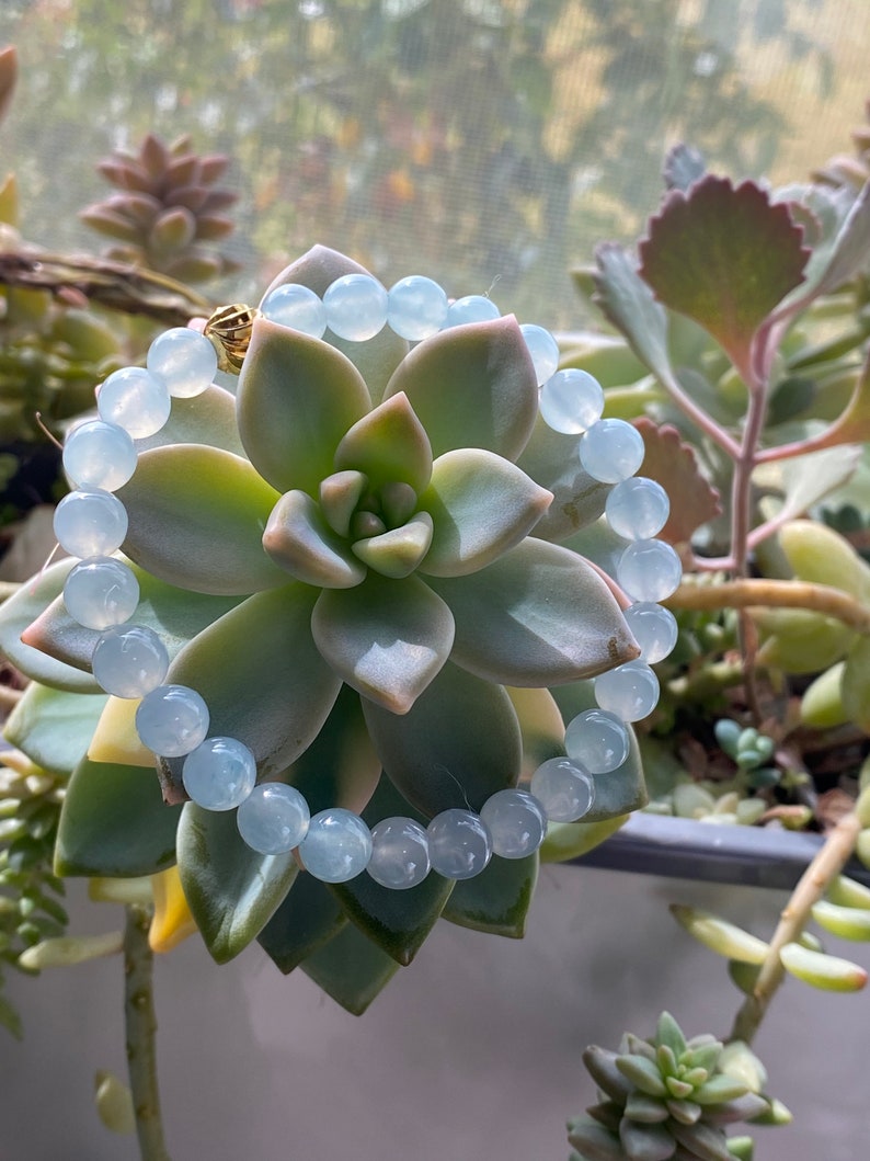 K&ouml;nnte beinhalten: Ein hellblaues Edelstein-Armband mit einem goldenen Verschluss. Das Armband besteht aus runden Perlen und ist auf einer gr&uuml;nen Sukkulente zu sehen.