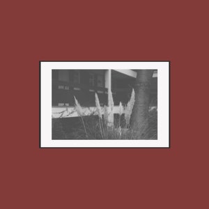 Fluffy Grass | 12x18&quot;| Black and White photo | Premium paper