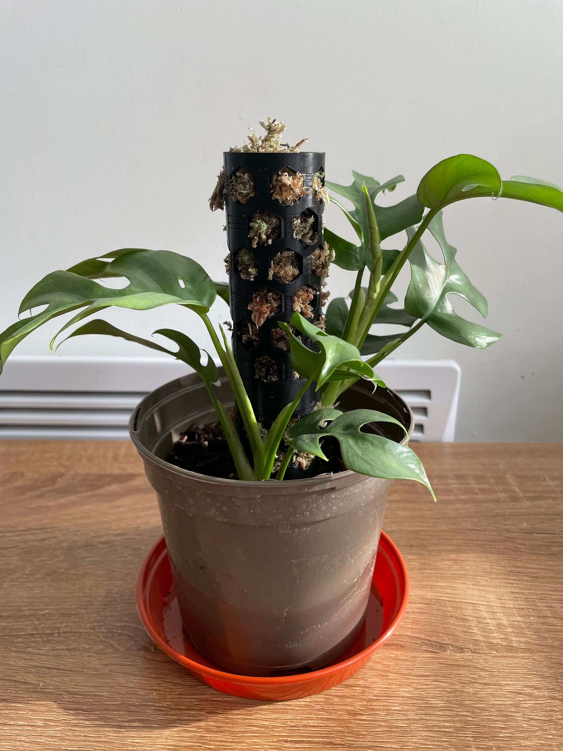 3D Printed Moss Pole with Sphagnum Moss – 6.5 Inch Plant Support