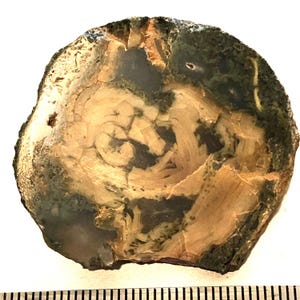 May include: A cross-section of petrified wood, showcasing concentric rings and varied colors. The wood features a light tan center with darker brown and green hues towards the edges. The natural patterns and textures are clearly visible.