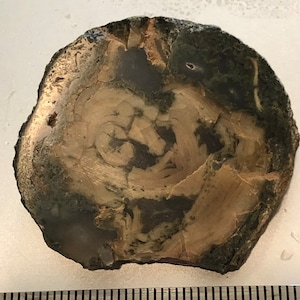 Old Stock Polished Petrified Wood Limbcast Lapidary Wedge, Top Quality Estate Petrified Wood Collector Slab Specimen