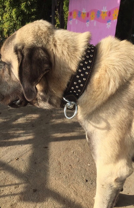 Large Breed Genuine Leather Dog Collar Kangal 75x5 Etsy