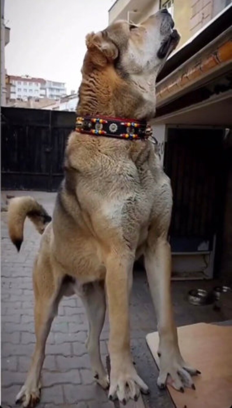 kangal-dog-collar-genuine-buffalo-leather-74-cm-2-bell-etsy