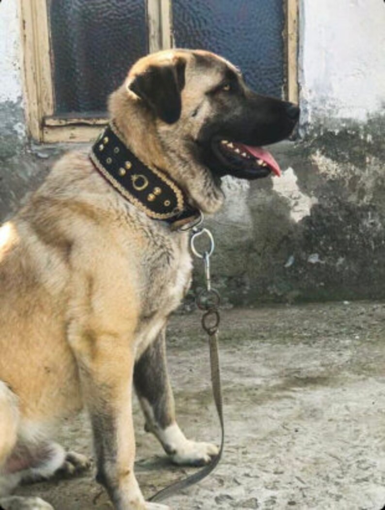 Kangal Dog Collar Wide Genuine Buffalo Leather Etsy