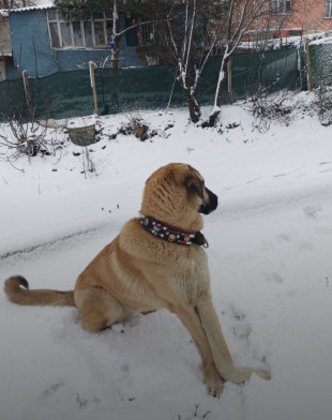 Kangal Dog Collar Genuine Buffalo Leather 74 Cm 2 Bell Etsy