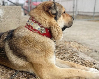 Wide Kangal Dog Collar Medium Large Breed 77 Cm