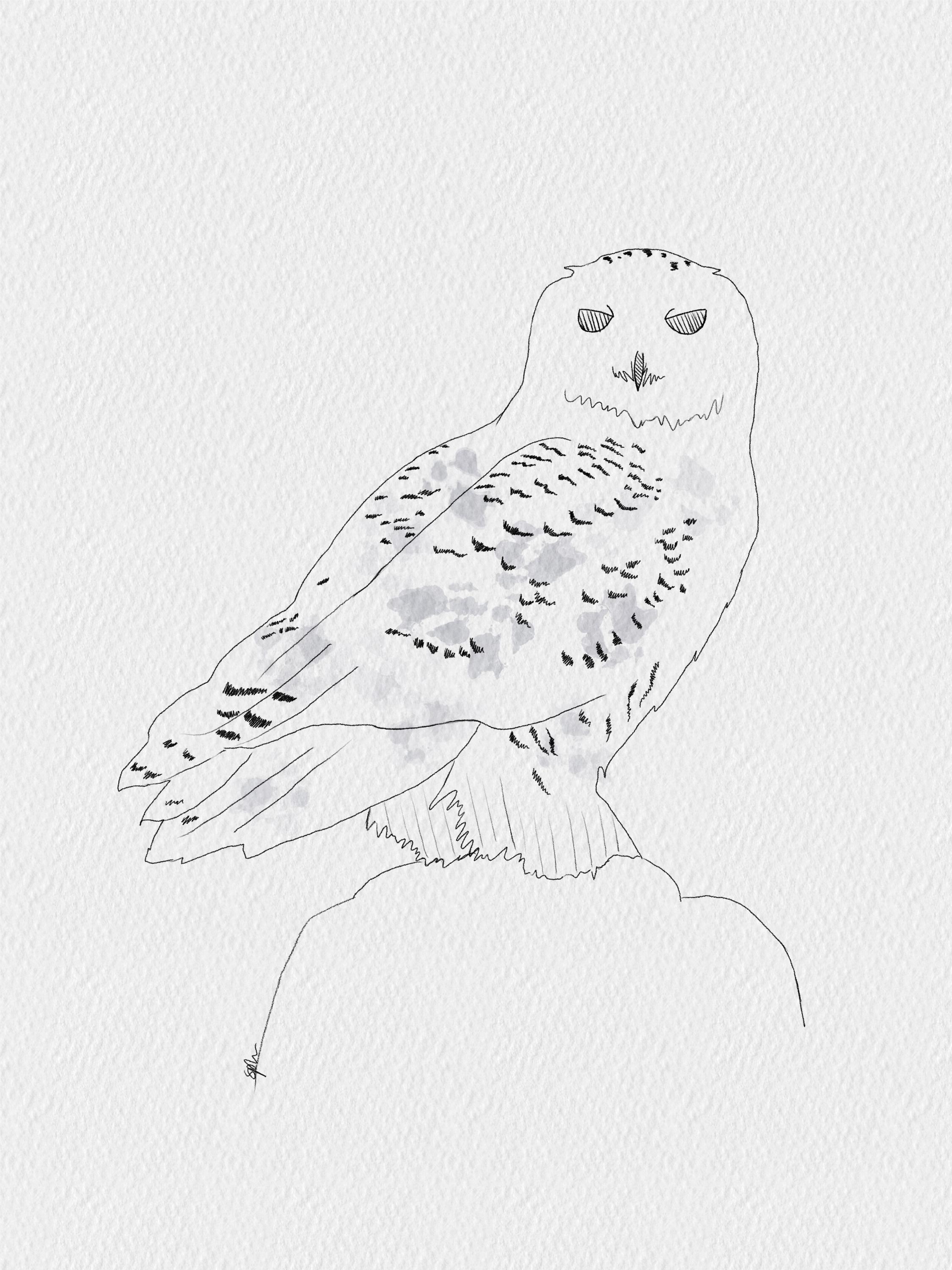 Snowy Owl Art Print - Unframed A6 A5 A4, Owls, Nature