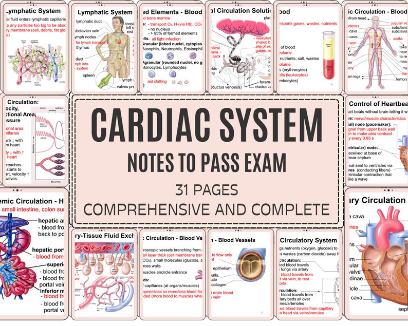 Cardiovascular System Anatomy Notes Instant Download Etsy Cardiovascular System Anatomy Notes Instant Download Etsy