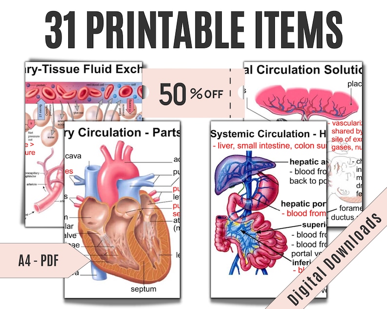 Cardiovascular System Anatomy Notes Instant Download Etsy