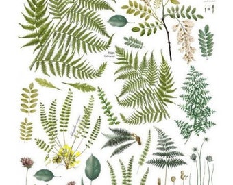 TRASFERIBILI IOD Frond Botanical