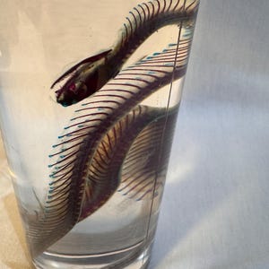 En diafoniserad strumpebandsorm, 25–38 cm, parti med 5 exemplar kan variera. Alla är av liknande storlek i en 350 g plastburk fylld med glycerin.