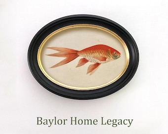 Framed Goldfish Canvas Art Print in Oval Frame; Gold Fish Canvas Print of Antique Illustration in Oval Wood Frame, Goldfish Art, Fish Art