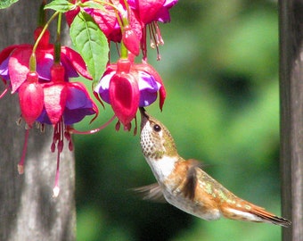 Hummingbird Coasters