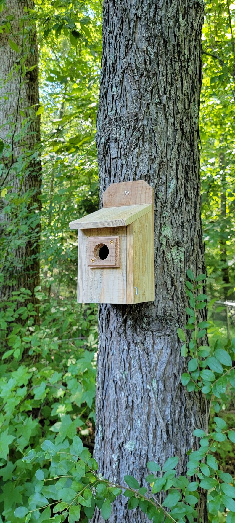 Cedar Bluebird House With Predator Guard Etsy