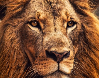 Stunning Picture of African Lion's Face in vertical portrait format while Lion is calmly laying down but up and alert.