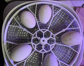 Nurture 360 Incubator Egg Turners Multiple Egg Sizes Available Pre-2025 ONLY!
