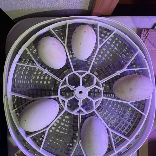Nurture 360 Incubator Egg Turners Multiple Egg Sizes Available
