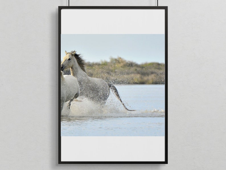 Horse Photography, Horse Photography Print, White Horse Wall Art