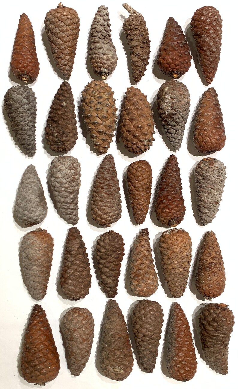 CLOSED CONE KNOB Knobcone Pine Cones 30 Count 3.5 4 - Etsy