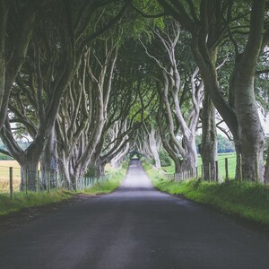 The Dark Hedges, Ireland, Digital Download
