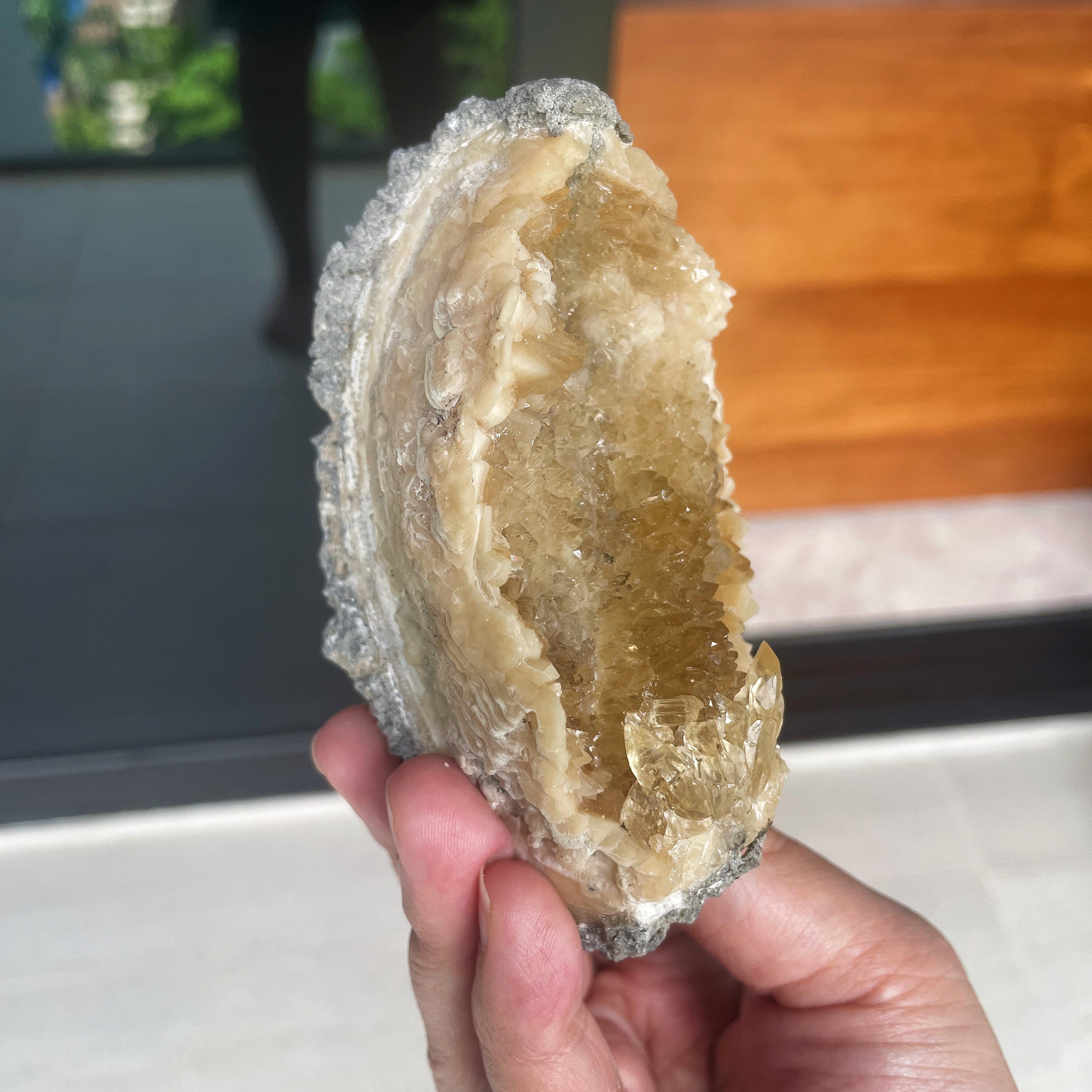 Fossilized Clam Shell With Honey Calcite Ruck’s Pit Quarry Florida UV ...
