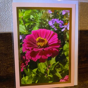 Cartão fotográfico floral rosa Zinnia