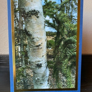 Photo Card: Alaskan Forest