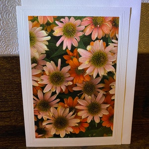 Cartolina fotografica floreale Fioriture di Echinacea