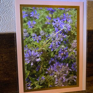 Cartolina fotografica floreale Salvia viola
