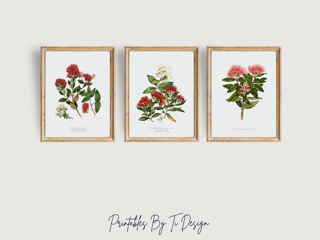 Vintage Pohutukawa Botanical Print Set - New Zealand Native Flowers ...