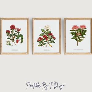 Puede incluir: Tres láminas botánicas enmarcadas con ilustraciones detalladas de plantas con flores. Las láminas muestran flores rojas y rosas con hojas verdes sobre un fondo blanco. Los marcos son de color madera clara, con una estética vintage y elegante.
