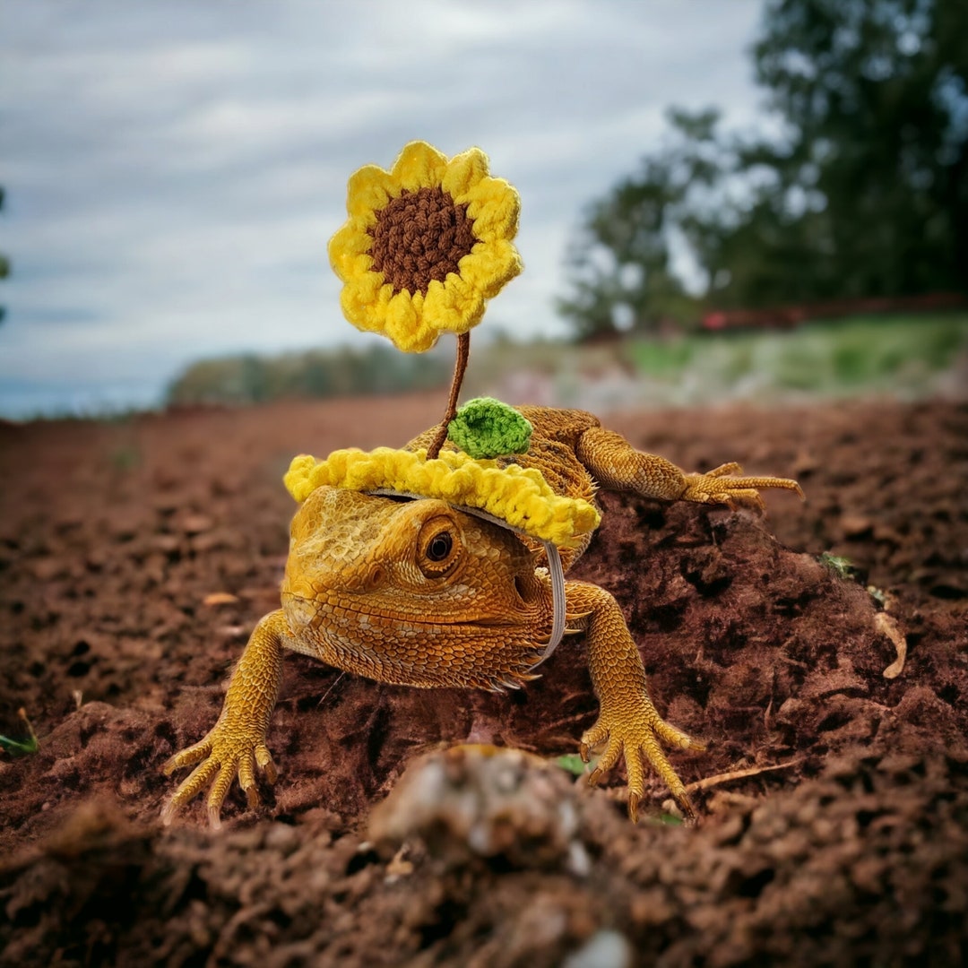 Crochet Sunflower Hat for Bearded Dragons and Small Pets Etsy