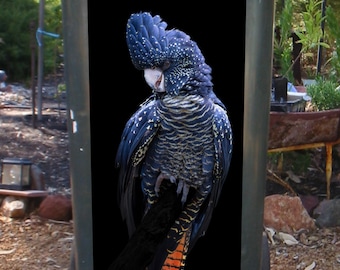 Red tailed cockatoo dressed in black wheelie bin sticker