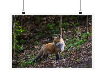 RED FOX KIT / Matte Horizontal Posters / photography / Print / Print Poste / Nature / Wildlife