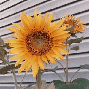 Giant Sunflower Seeds