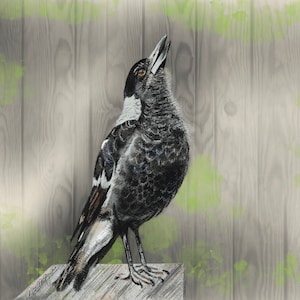 May include: A digital illustration of a magpie bird with black and white feathers, perched on a wooden surface. The bird is looking upwards with its beak open. The background features a wooden fence and green foliage.