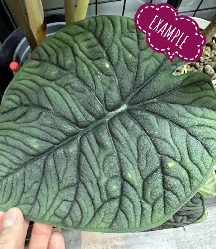 Alocasia melo albo - Etsy 日本