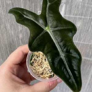 Alocasia Nobilis Zimmerpflanzen