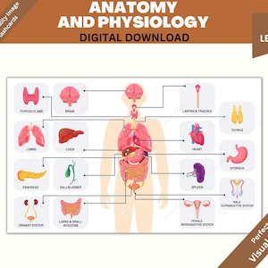 Anatomy and Physiology Flash Cards Printable Pdf,  Stickers, Biology & Anatomy Digital Stickers, 2025 Anatomy, Human Biology