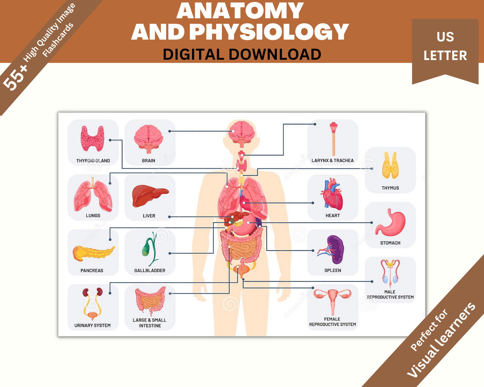 Anatomy and Physiology Flash Cards Printable Pdf Stickers - Etsy