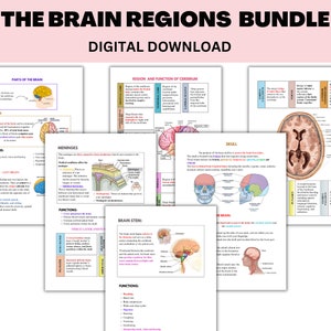 As Regiões do Cérebro e Suas Funções | Folhas de Informação Psicoeducação | 2025 Terapia Cerebral e Educação | Saúde Mental | 2025 Neurociência