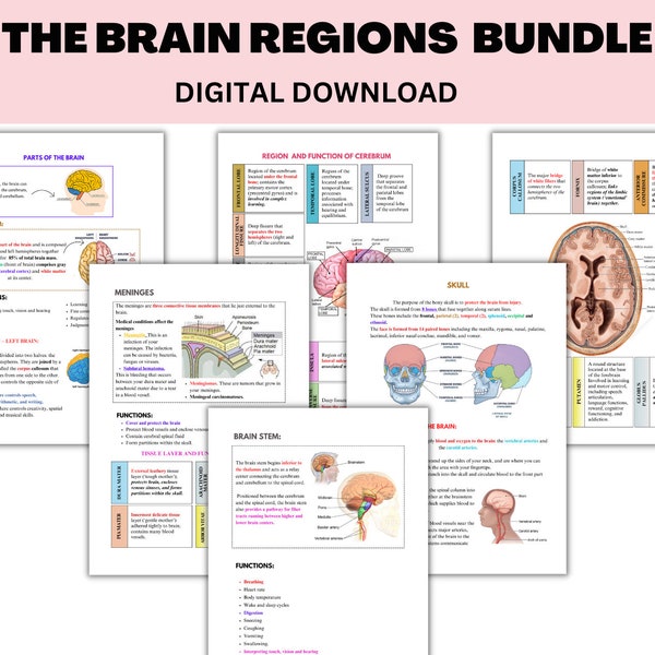 De hersengebieden en hun functies | Infobladen Psycho-educatie | Hersen- en neurowetenschappentherapie en onderwijs | Geestelijke gezondheidstherapie