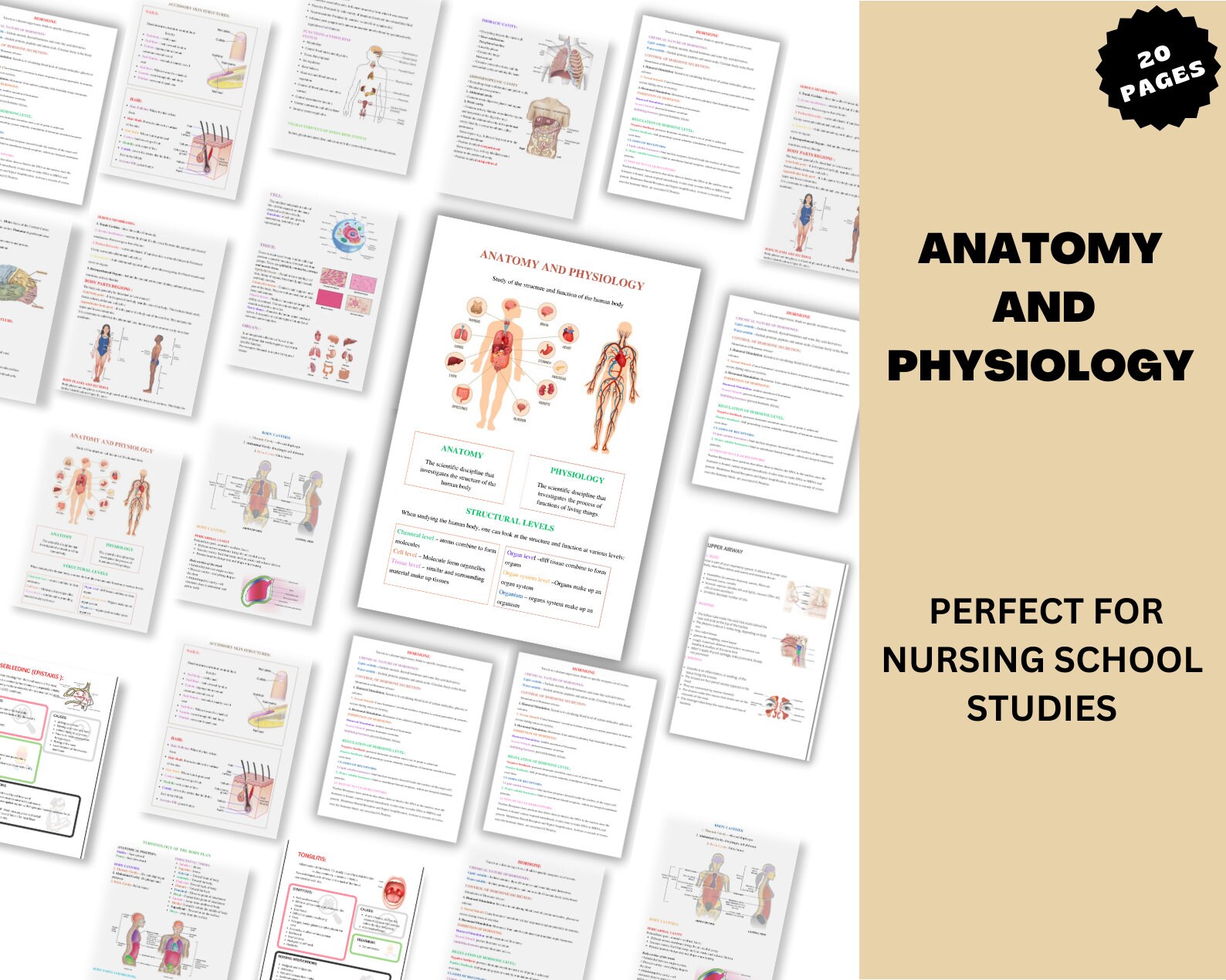 Anatomy and Physiology Notes Anatomy Study Guide Nursing Etsy Australia